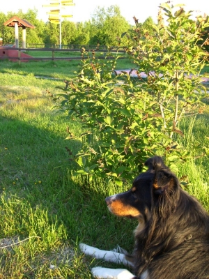 pic_525.jpg