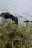 Filename=pic_165.jpg
Filesize=289KiB
Dimensions=666x1000
Date added=Sep 18, 2009 pic_165.jpg