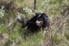 Filename=pic_169.jpg
Filesize=309KiB
Dimensions=1000x666
Date added=Sep 18, 2009 pic_169.jpg