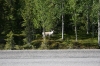 Filename=pic_212.jpg
Filesize=298KiB
Dimensions=1000x666
Date added=Sep 18, 2009 pic_212.jpg