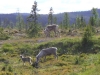 Filename=pic_213.jpg
Filesize=206KiB
Dimensions=1000x750
Date added=Sep 18, 2009 pic_213.jpg