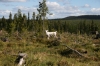 Filename=pic_235.jpg
Filesize=250KiB
Dimensions=1000x666
Date added=Sep 18, 2009 pic_235.jpg