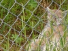 Filename=pic_303.jpg
Filesize=237KiB
Dimensions=1000x750
Date added=Sep 18, 2009 pic_303.jpg