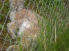 Filename=pic_305.jpg
Filesize=254KiB
Dimensions=1000x750
Date added=Sep 18, 2009 pic_305.jpg