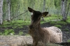 Filename=pic_320.jpg
Filesize=188KiB
Dimensions=1000x666
Date added=Sep 18, 2009 pic_320.jpg