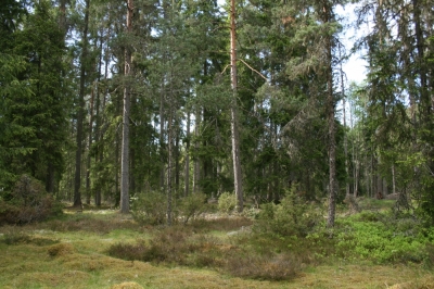 scandinavia_025.jpg
