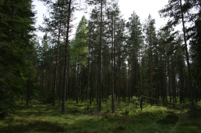 scandinavia_033.jpg