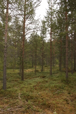scandinavia_102.jpg