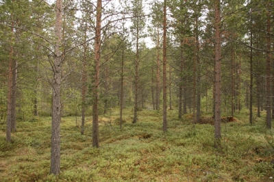 scandinavia_103.jpg