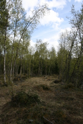 scandinavia_306.jpg