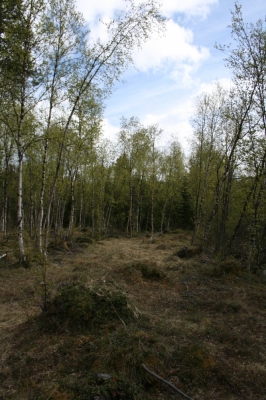 scandinavia_307.jpg