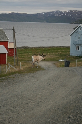 scandinavia_314.jpg