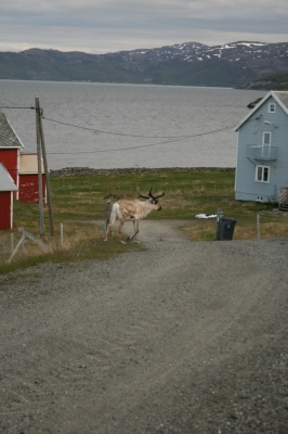 scandinavia_315.jpg