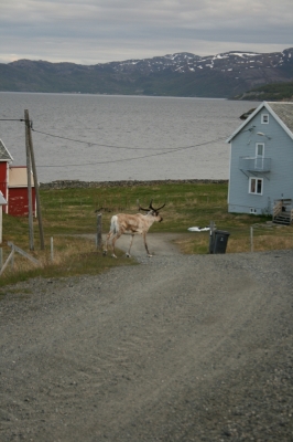scandinavia_316.jpg