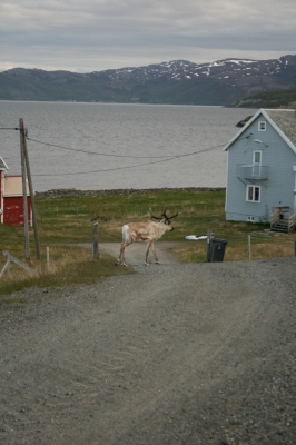 scandinavia_318.jpg