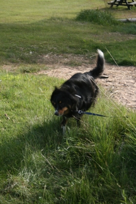 scandinavia_385.jpg
