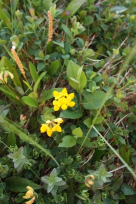 Scandinavia_2011_1789.jpg