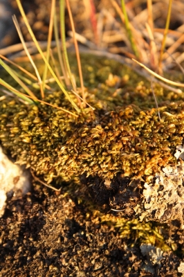 Scandinavia_2011_1792.jpg