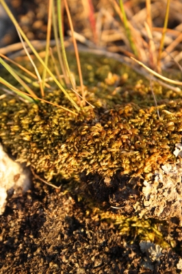 Scandinavia_2011_1794.jpg