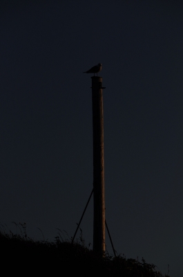 Scandinavia_2011_1803.jpg