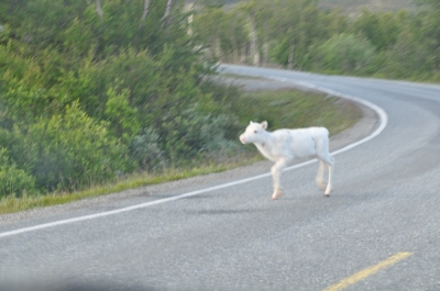 Scandinavia_2011_2468.jpg