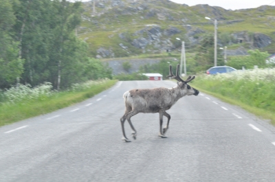 Scandinavia_2011_2483.jpg
