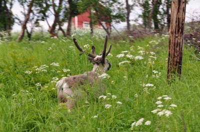 Scandinavia_2011_2484.jpg