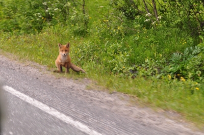 Scandinavia_2011_2487.jpg