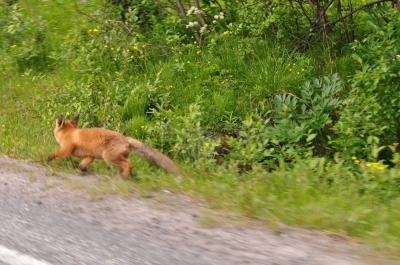 Scandinavia_2011_2488.jpg