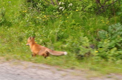 Scandinavia_2011_2489.jpg