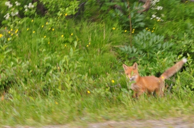 Scandinavia_2011_2490.jpg