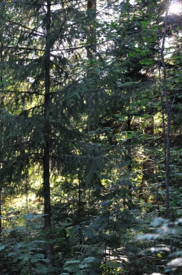 Scandinavia_2011_2664.jpg