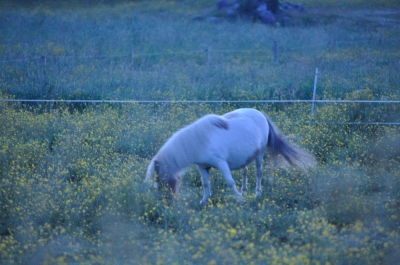 Scandinavia_2011_2677.jpg