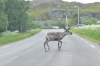 Filename=Scandinavia_2011_2483.jpg
Filesize=520KiB
Dimensions=1000x664
Date added=Aug 05, 2011 Scandinavia_2011_2483.jpg