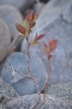 Scandinavia_2011_2530.jpg
