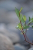 Scandinavia_2011_2531.jpg
