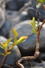 Scandinavia_2011_2532.jpg