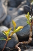 Scandinavia_2011_2533.jpg