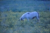 Scandinavia_2011_2678.jpg